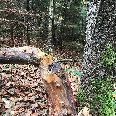 Alfie's Апартаменты *