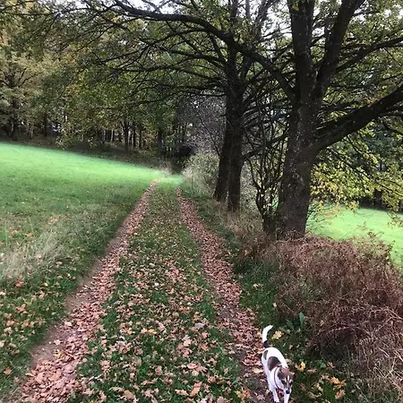 Alfie's *