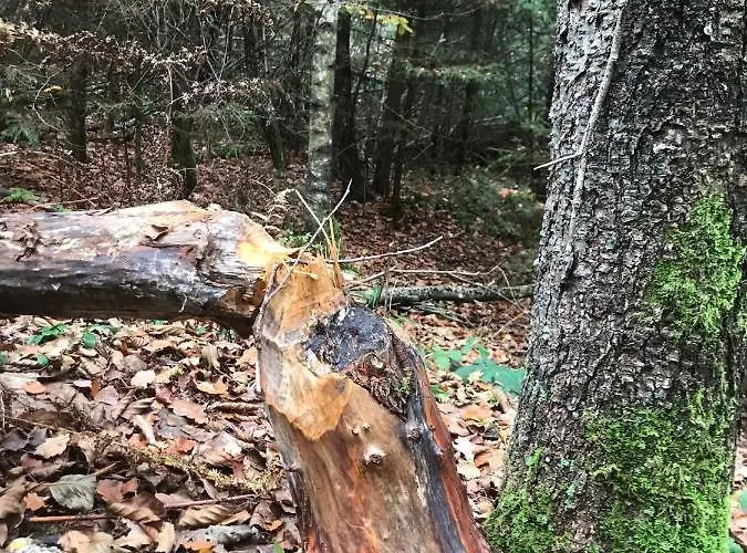 Alfie's Apartamento *