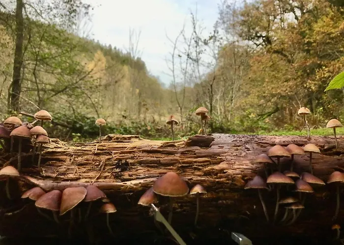 Alfie's Apartamento Malmedy